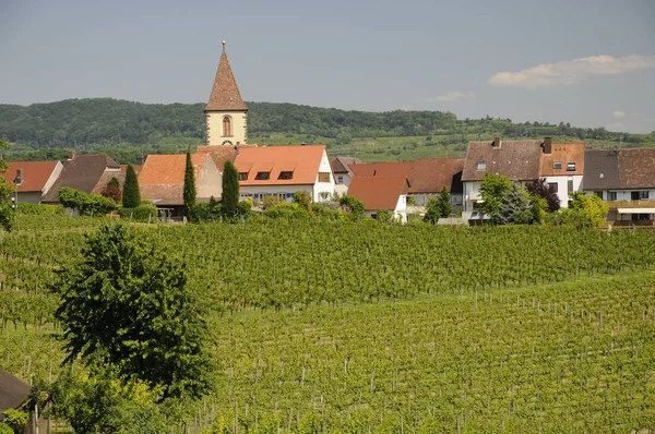 Weinberg Natürliche Flora Und Fauna Landwirtschaft Und Landwirtschaftliche Ernte — Stockfoto