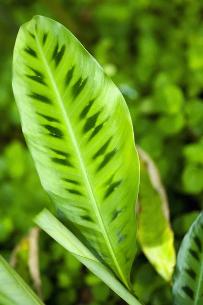 Close-up of a green leaf in a botanical garden, Hawaii Tropical Botanical Garden, Hilo, Big Island, Hawaii Islands, USA