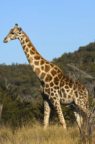 Alta Giraffa Bruna Animale Flora Fauna Natura — Foto Stock