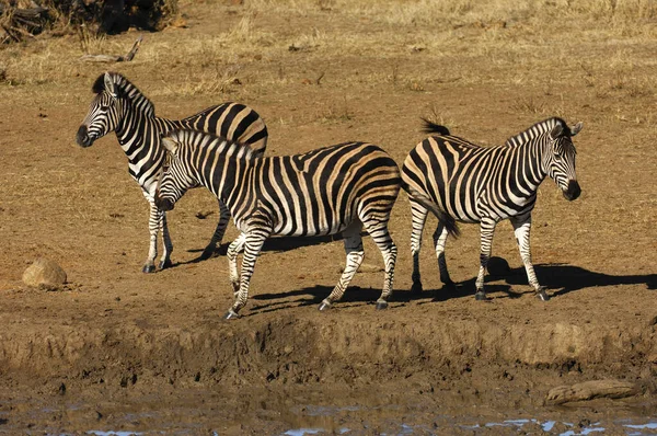 Preto Branco Zebras Animais Flora Fauna — Fotografia de Stock