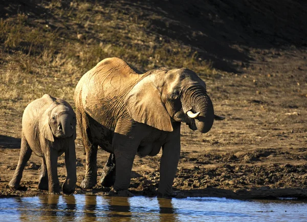 Elephant Cub Morning Watering Africa — Stock Photo, Image