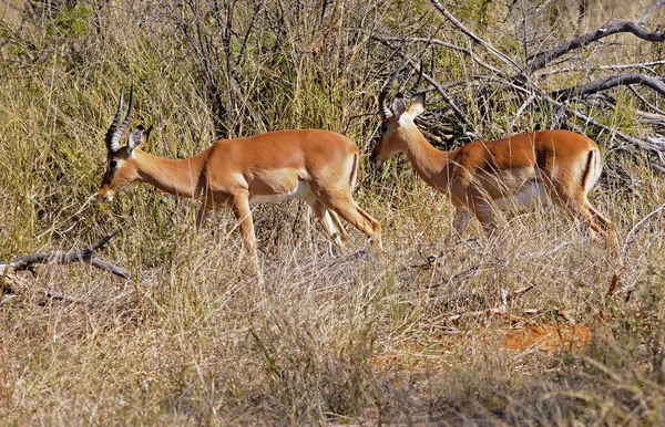 Antilop Vahşi Hayvan Vahşi Yaşam — Stok fotoğraf