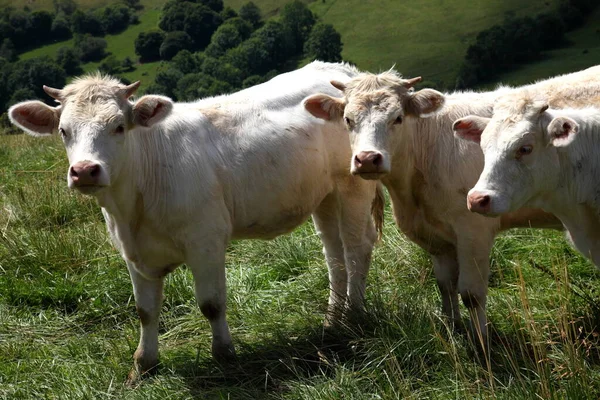 Scenic View Cute Domestic Cows — Stock Photo, Image