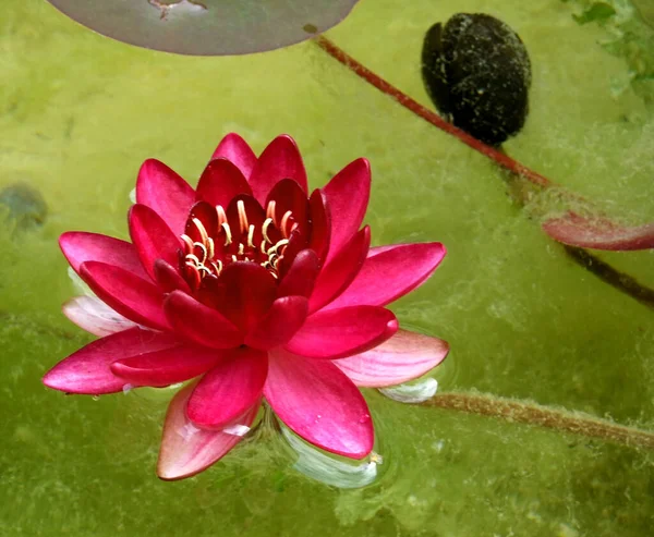 Lily Lotus Flower Pond Flora — Stock Photo, Image