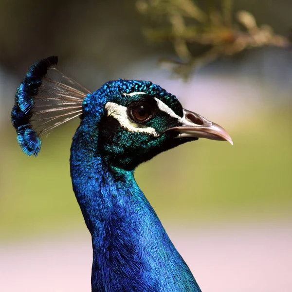 Pássaro Pavão Penas Coloridas — Fotografia de Stock