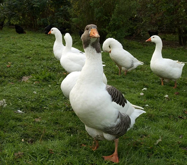 Vue Panoramique Sur Les Oiseaux Oies Nature — Photo