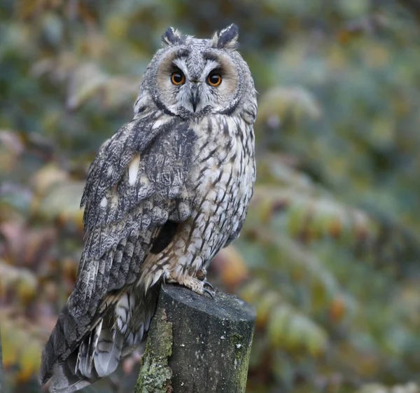 Schilderachtig Uitzicht Prachtige Vogel Natuur — Stockfoto