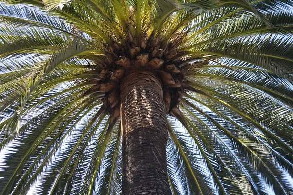 Palmera Con Cielo Azul —  Fotos de Stock