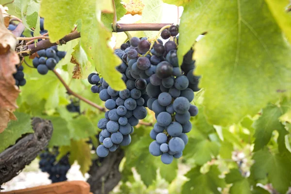 Uvas Que Crecen Viñedo — Foto de Stock