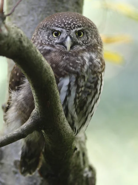 Vue Panoramique Bel Oiseau Nature — Photo