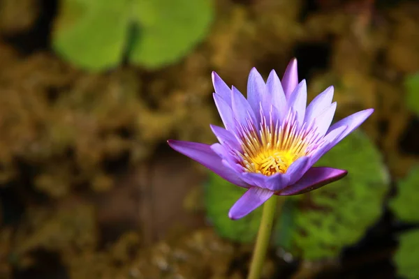 Квіти Водяної Лілії Пелюстки Флора Ставка — стокове фото