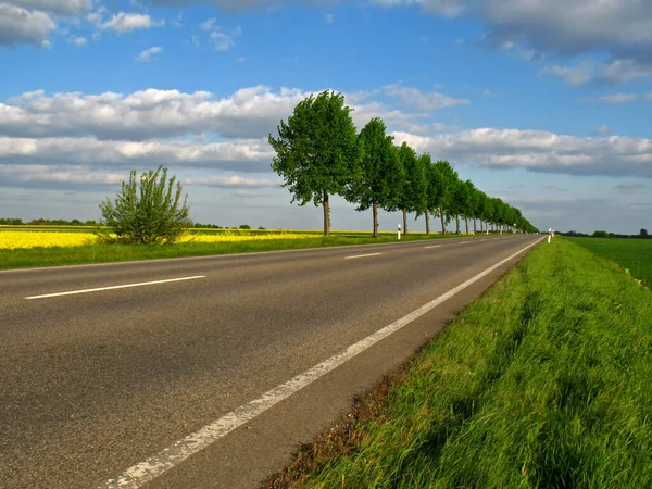 Strada Campagna Con Vicolo Alberato — Foto Stock