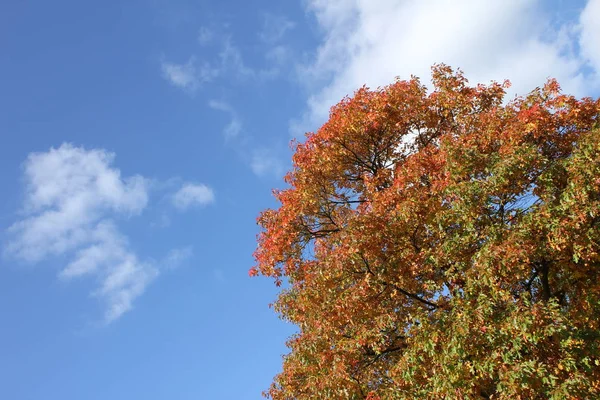 Herfstsfeer Selectieve Focus — Stockfoto