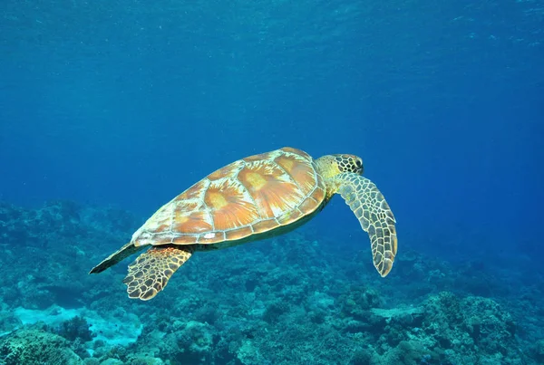 Tortuga Flota Por Encima Del Arrecife Coral — Foto de Stock