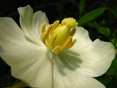 A photograph of a mayapple flower.  The Mayapple is also known by its Latin name, Podophyllum peltatum.  It is a herbaceous perennial plant in the family Berberidaceae, native to wooded areas of eastern North America. clipart