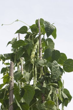 growing beans on tall beanstalks clipart