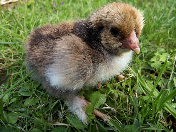 Vacker Utsikt Över Vacker Fågel Naturen — Stockfoto