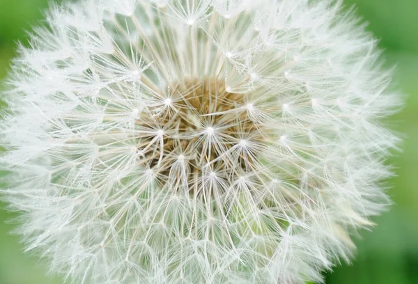 Vacker Utsikt Över Naturliga Maskros Blomma — Stockfoto