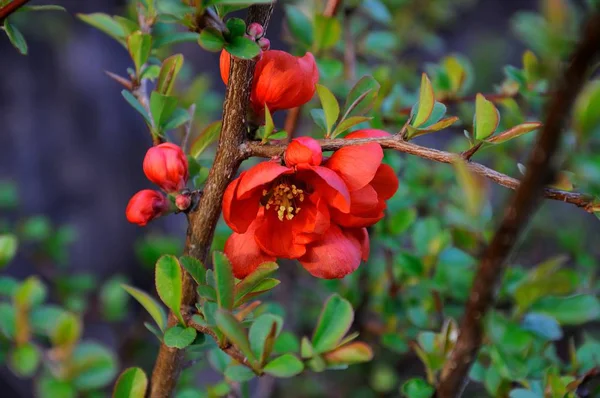 Verschiedene Blüten Selektiver Fokus — Stockfoto