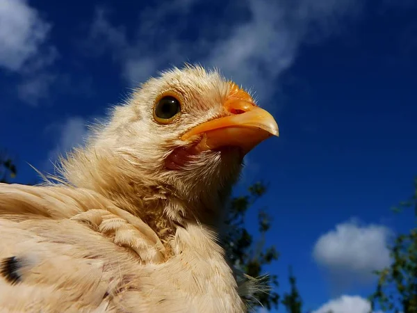 Chicks Blue Sky — стоковое фото