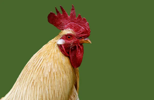 農場の鶏は — ストック写真