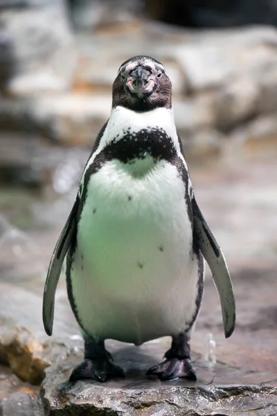 Vista Panoramica Uccelli Pinguino Carino Natura — Foto Stock