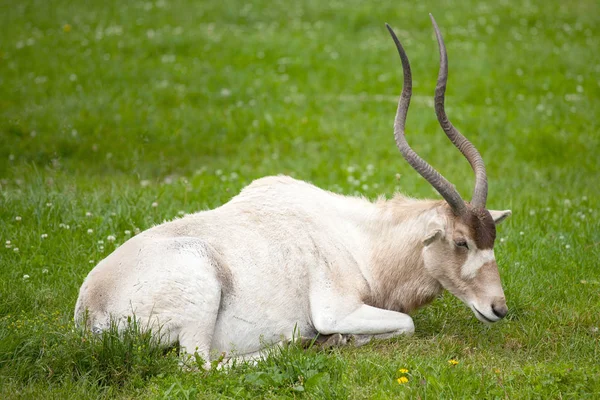 Kopyta Přírodě Savannah Gazelle — Stock fotografie