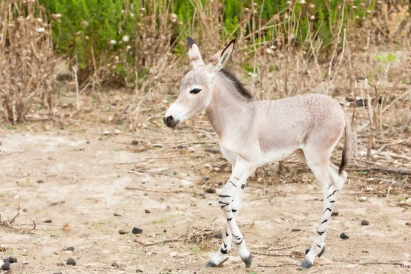 Young Kangaroo Desert — Stock Photo, Image