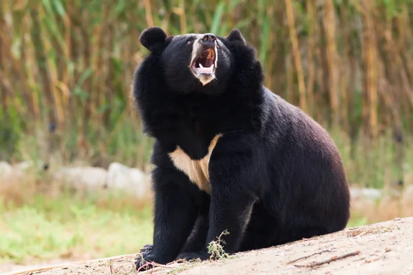 Fekete Medve Állatkertben — Stock Fotó