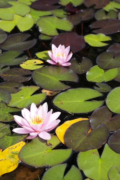 Flor Lírio Água Planta Lótus — Fotografia de Stock