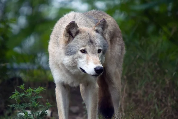 Vista Panorámica Del Lobo Salvaje Naturaleza — Foto de Stock