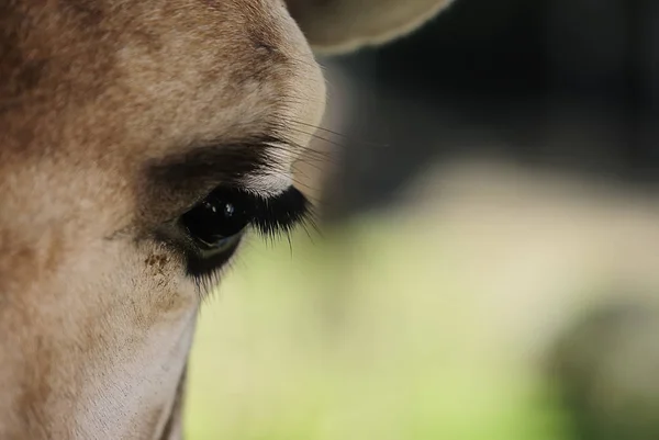 Jirafa Animal Mamífero Herbívoro — Foto de Stock