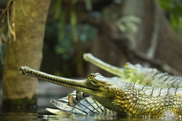 Animal Crocodile Prédateur Des Amphibiens — Photo