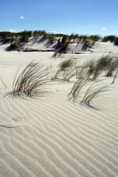 Panoramisch Uitzicht Duinen Selectieve Focus — Stockfoto