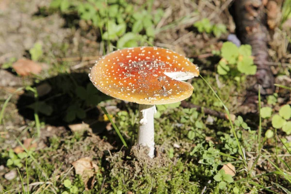 Vista Cerca Fly Agaric Bosque —  Fotos de Stock