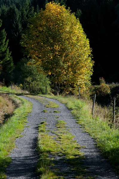 Strada Sterrata Albero Autunno — Foto Stock