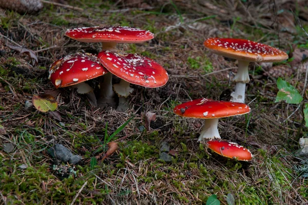 Agarique Mouche Rouge Tabouret Crapaud — Photo