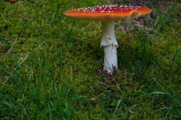 Red Toadstool Belongs Group Poisonous Fungi — Stock Photo, Image