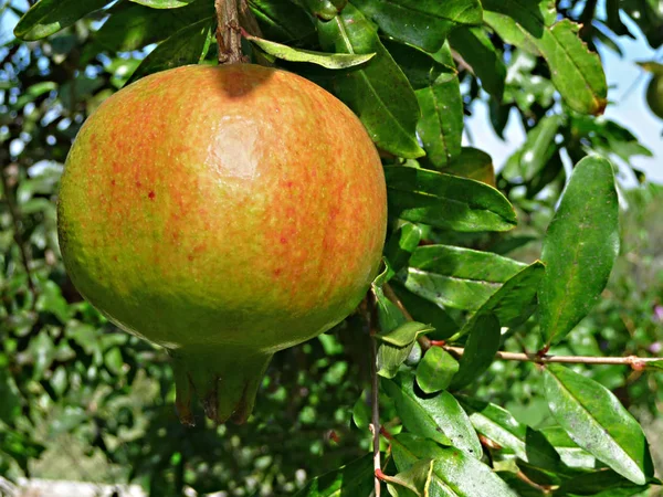 Granátové Jablko Stromě — Stock fotografie