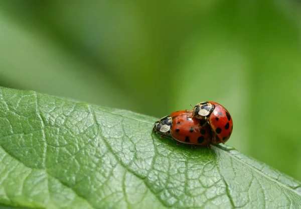 Close Bug Natureza Selvagem — Fotografia de Stock