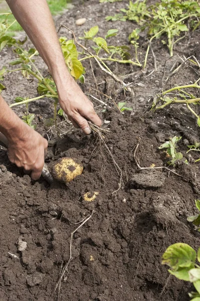 Young Man Planting Potatoes Garden — Stock Photo, Image