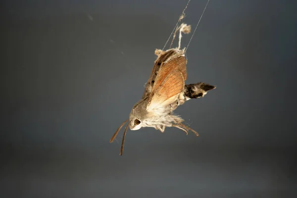 Gruselige Spinne Furchterregendes Insekt — Stockfoto