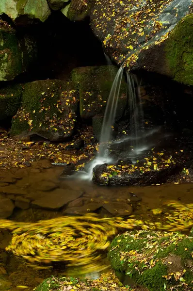 Foresta Autunnale Foglie Colorate — Foto Stock