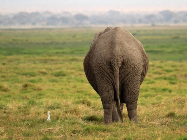 Ελέφαντας Στη Σαβάνα Του Κένυα — Φωτογραφία Αρχείου