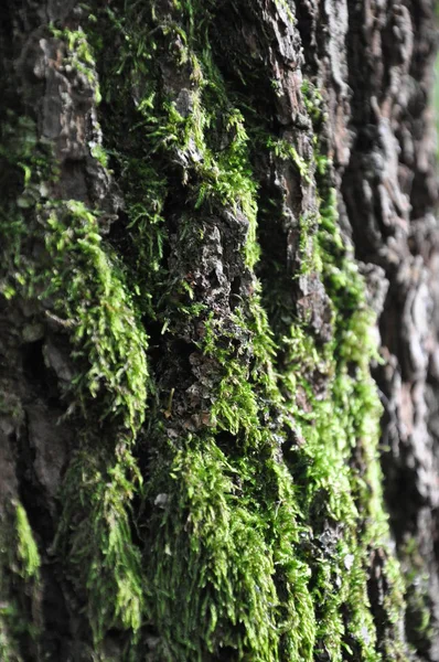 Harzer Hexenstieg Bodetal Herfst — Stockfoto