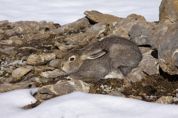 Different Animals Selective Focus — Stock Photo, Image