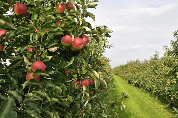 Урожай Яблук Старій Країні — стокове фото