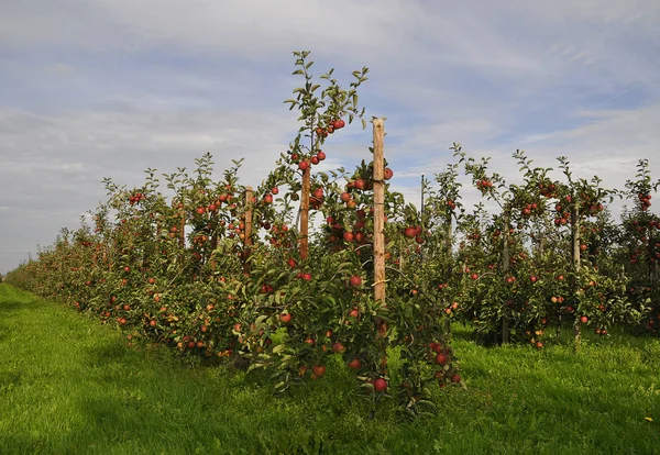 Apple Harvest Old Country — Stock Photo, Image