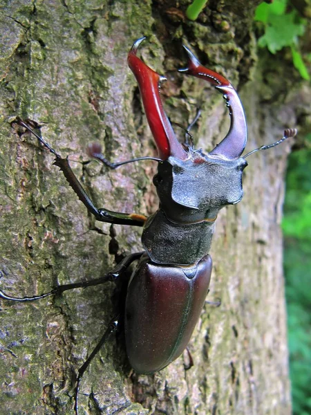 自然界における昆虫の密接な眺め — ストック写真