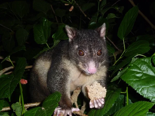 Closeup of animal at zoo